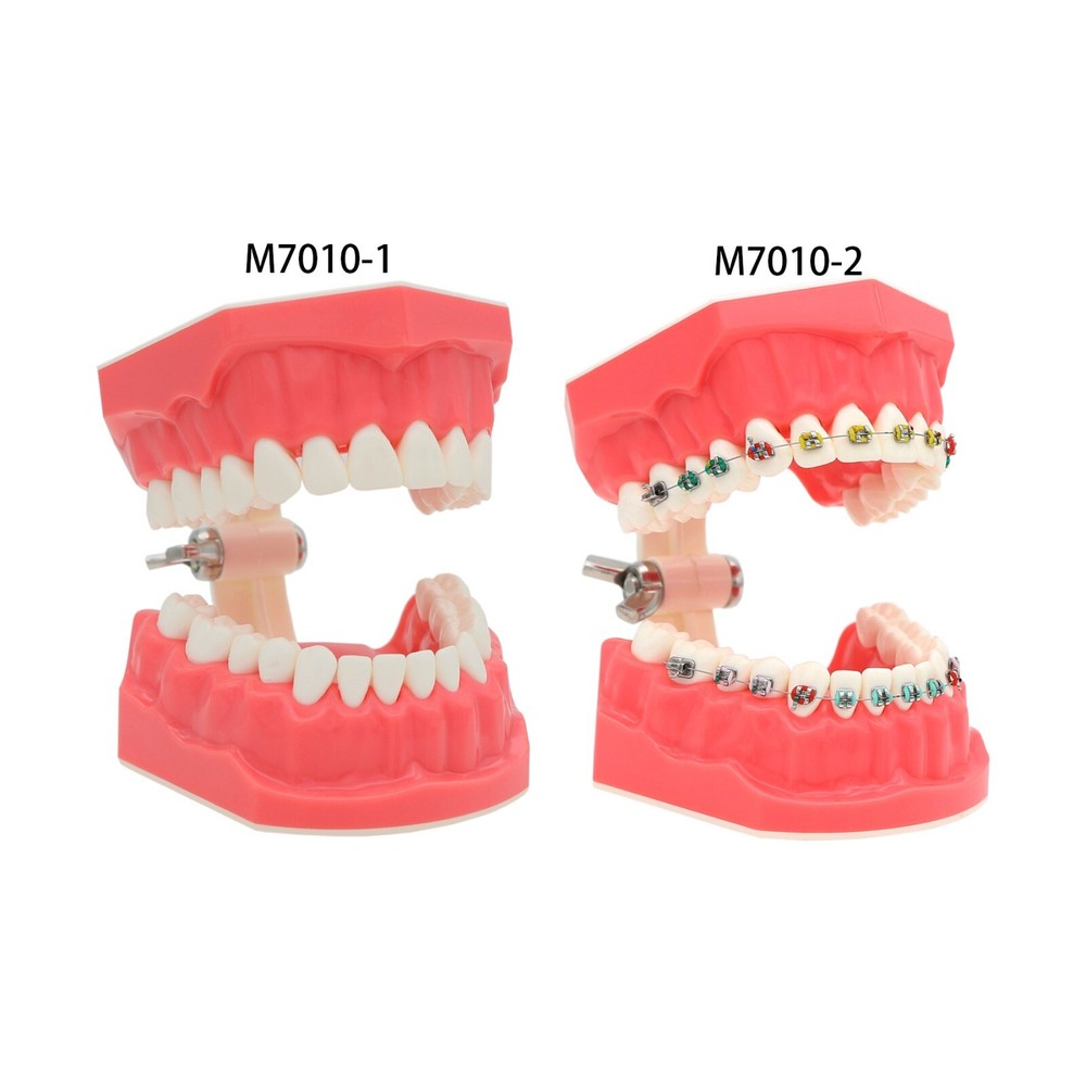 US Dental Typodont Teeth Model with Orthodontic Brackets Brushing Practice Study
