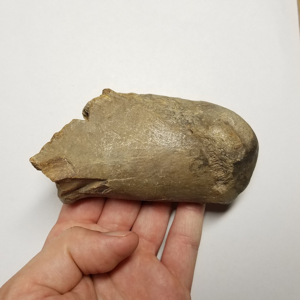 Fossil Giant Camel Calcaneous Bone Camelops mastodon sloth