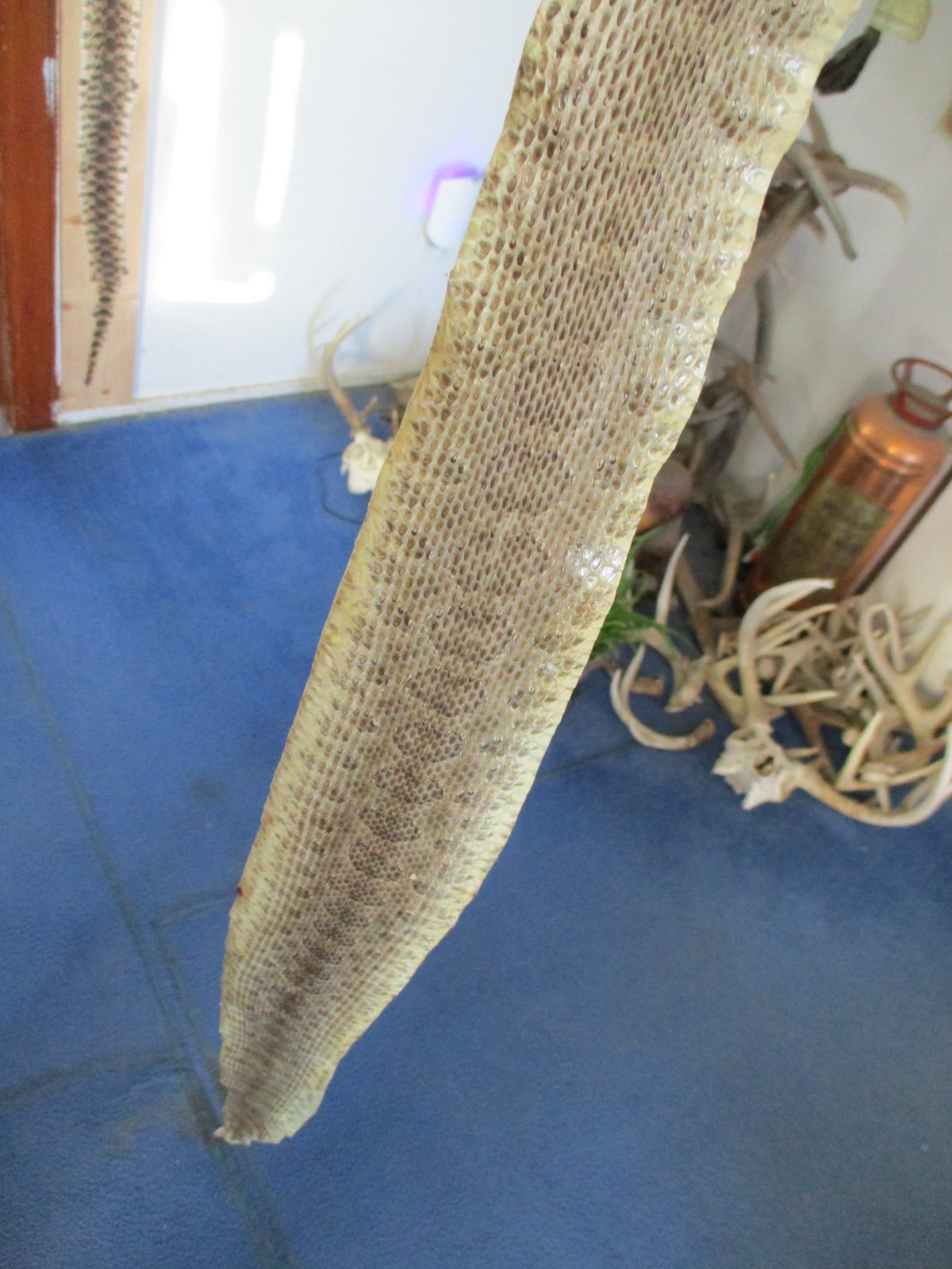 rattlesnake skin prairie rattle snake hide SOFT TANNED wrap pen blanks 34 in S2