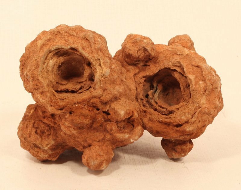 Moroccan stromatolite fossil
