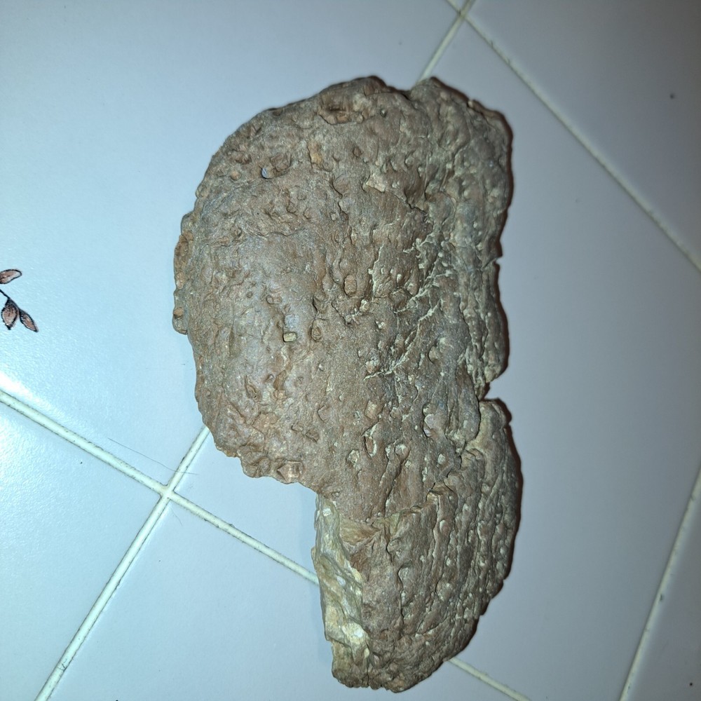 FOSSILIZED MUD WORM RIVERBED. INVERTEBRATE FOSSIL ROCK HOME