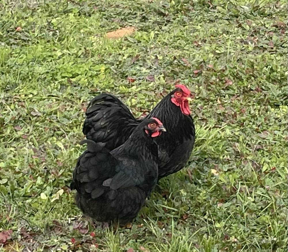 6+ Black Bantam Wyandotte Chicken Hatching Eggs