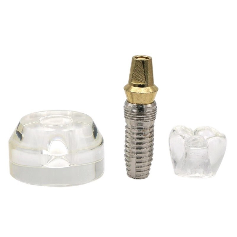 Dental Typodont Implant Teeth Model Demonstration Teeth Study Teach Model M2020