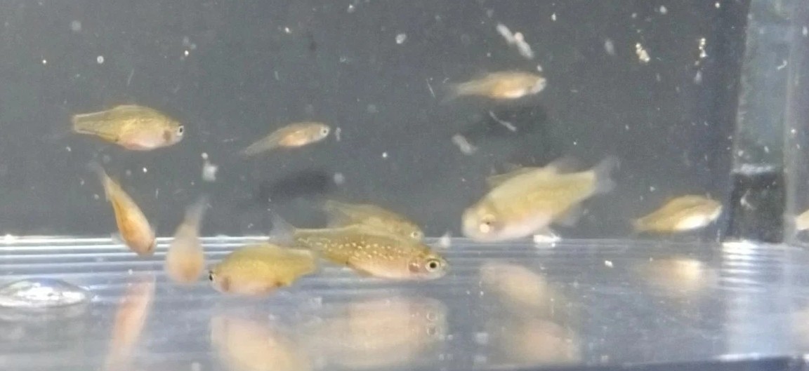 (6) Celestial Pearl Danio-Galaxy Rasbora-HIGH QUALITY- Pennsylvania bred