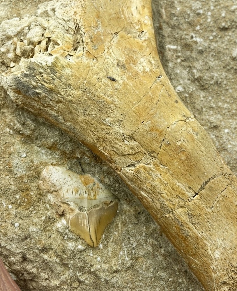 RARE BEAUTIFUL TURTLE BONE FROM MOROCCO