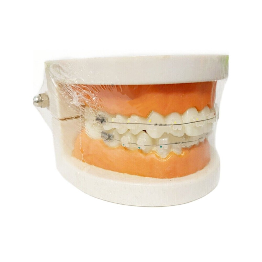 Dental All Ceramic Brackets Study Model Retainer Clear Bracket Orthodontic Model