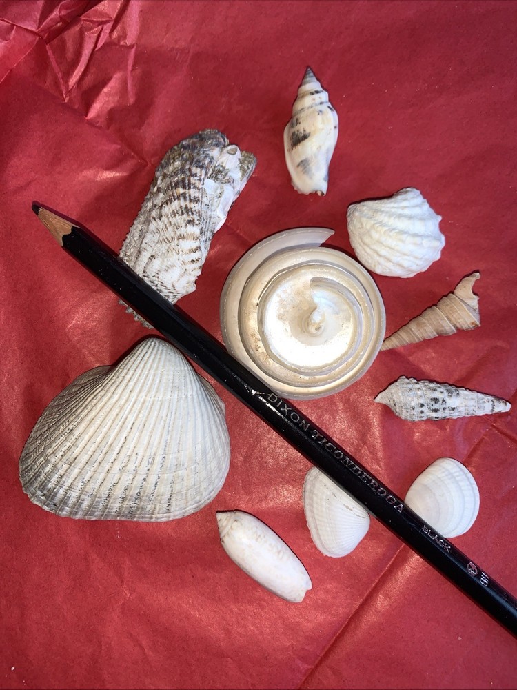 Seashell Lot Various Sizes and Shells Beautiful Selection Craft Beach 10 Shells