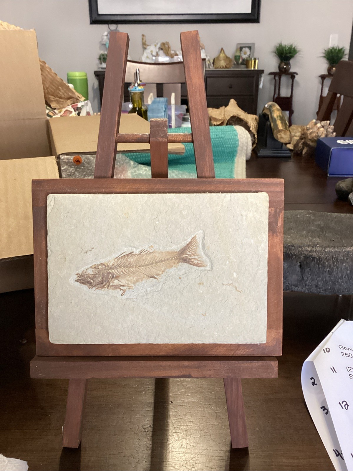 EXTREMELY RARE Fossil Fish EOHIODON HIODON FALCATUS Green River Fish 7x5