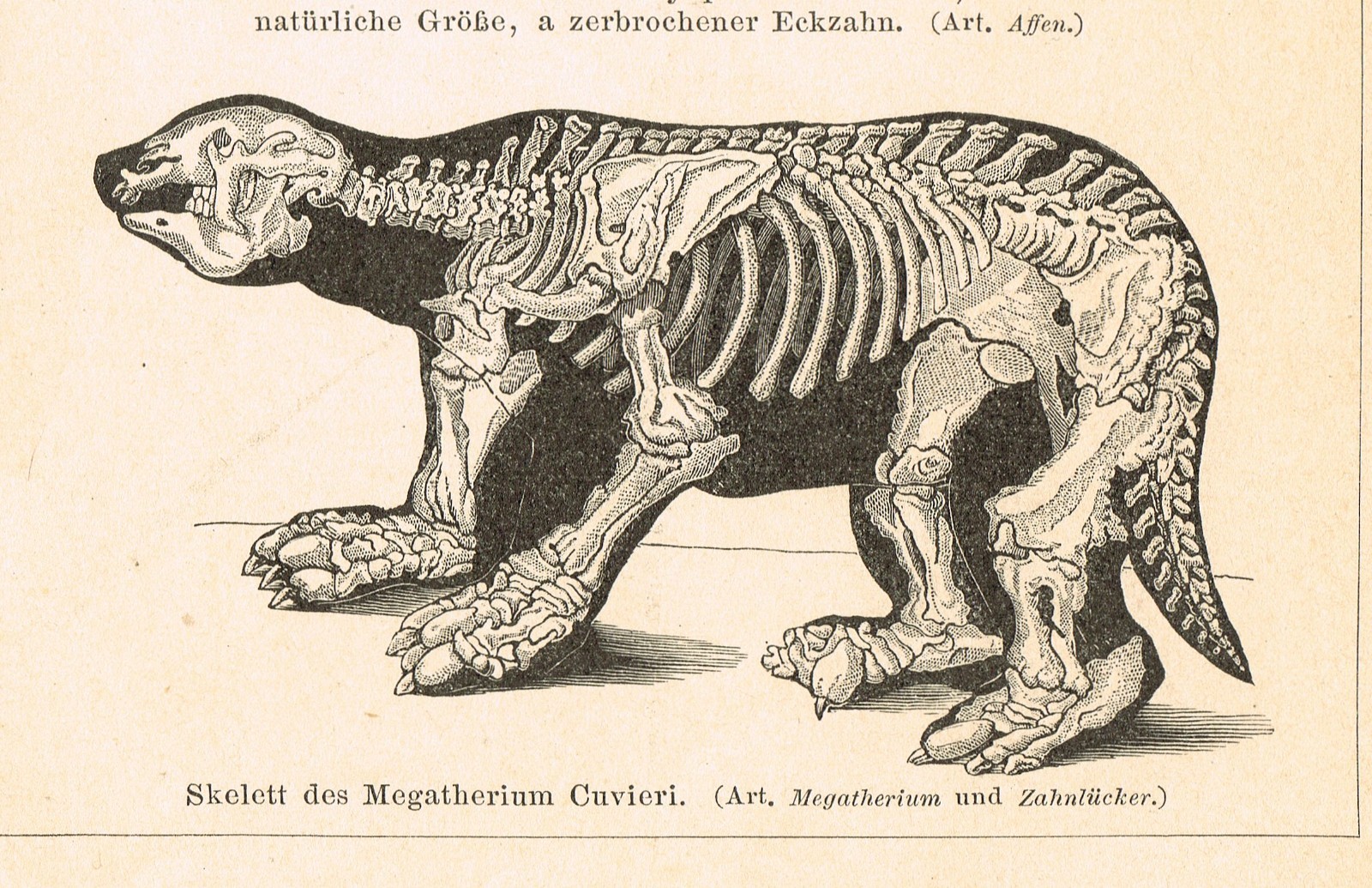 Paleontology Tertiary Geologic Period Paleogene FOSSILS Antique Print 1892