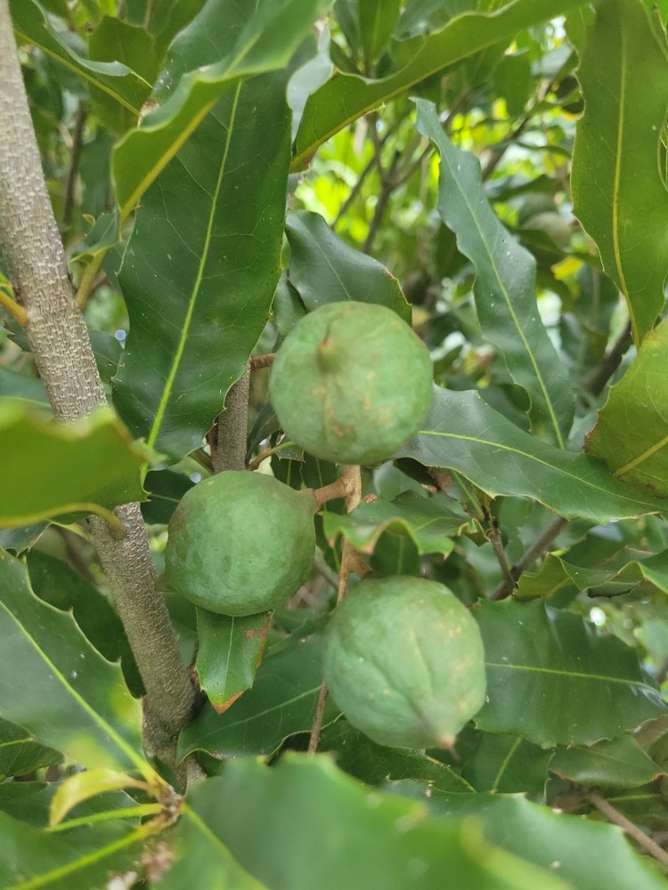 Beaumont Macadamia Nut Seedling (Macadamia integrifolia)