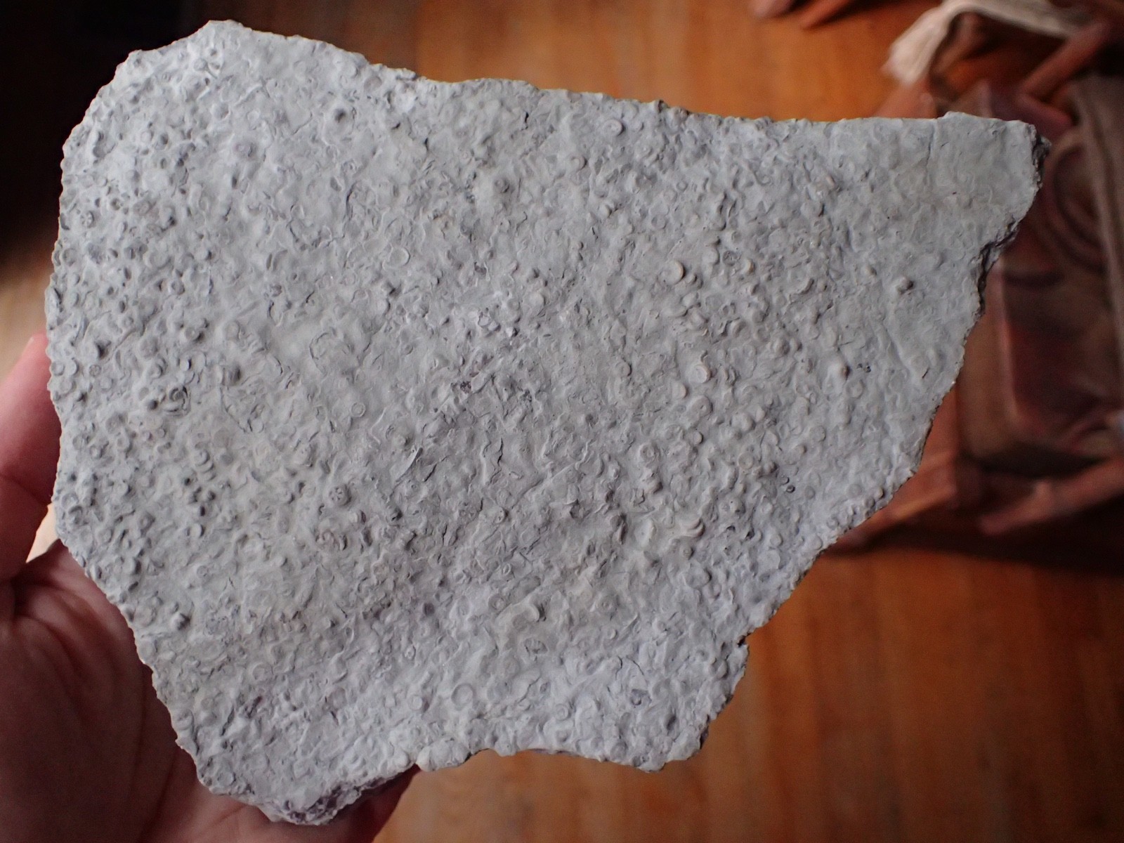 Crinoid Fossil Hash Plate KY Gift Specimen Collection Specimen Curio Display HP4