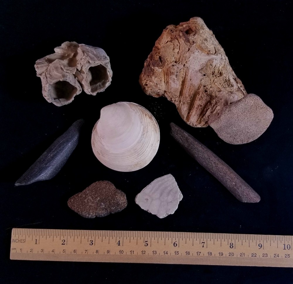 8 Calvert Cliffs MD Miocene Fossils Whale Dolphin Bones Barnacle Bivalve Turtle
