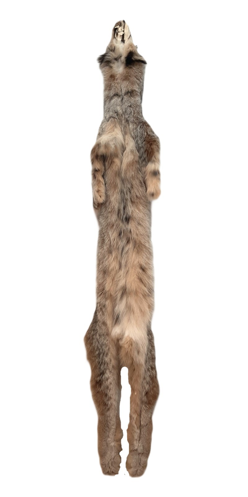 Lynx Pelt, VERY PLUSH & INCREDIBLY SOFT