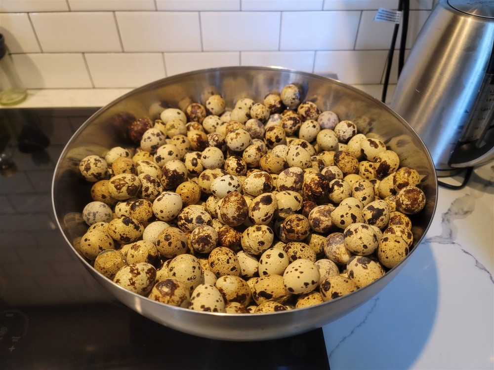 24 Fertile Coturnix Quail Hatching Eggs