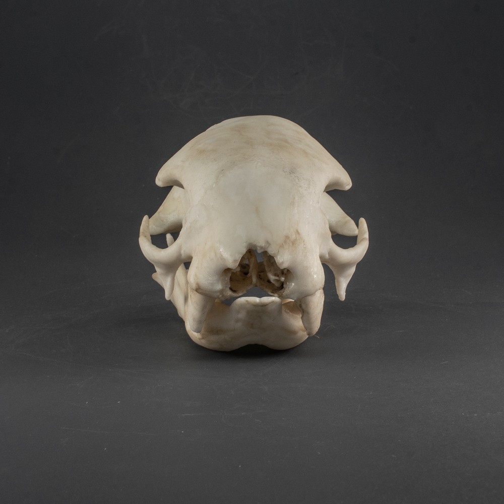 Two-toed Sloth Skull Replica (Museum Quality)