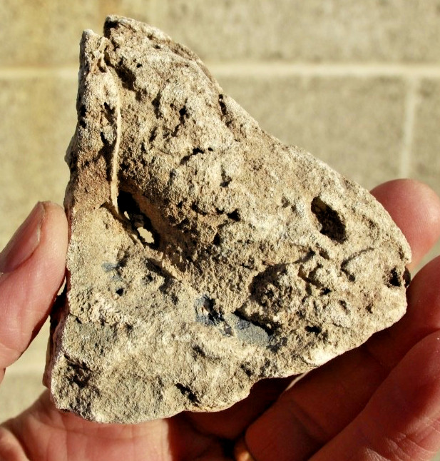 Polished Tampa Bay Fossil Coral Half • 3.0" Wide/4.3 oz.