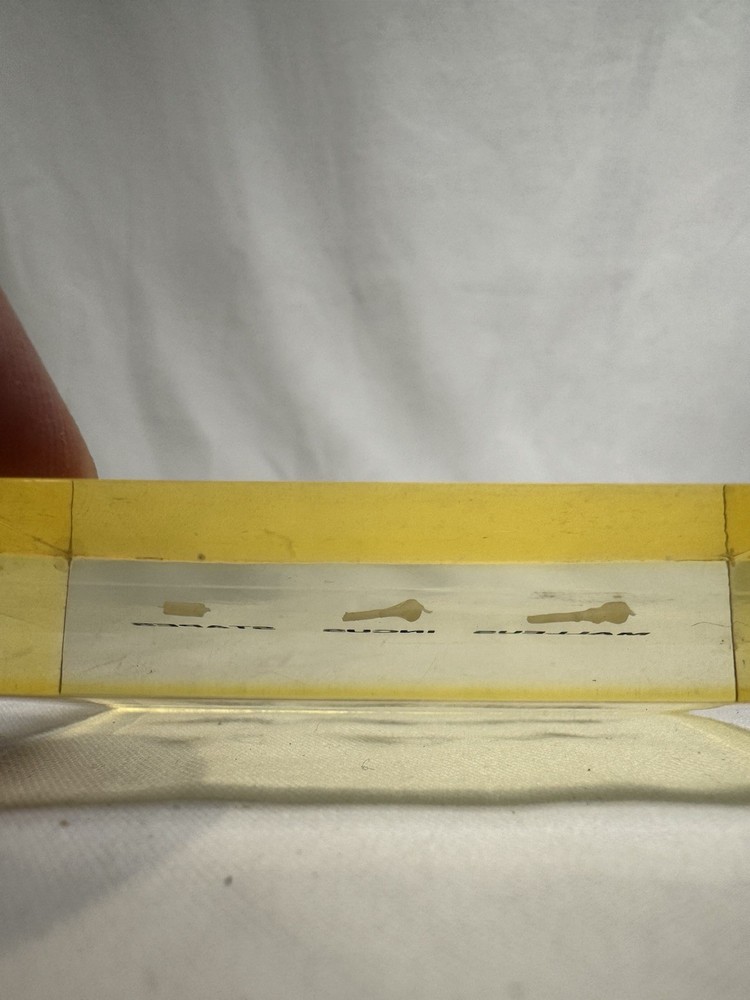 Vintage Embedded Specimen Human Ossicles Ear Bones Osteology