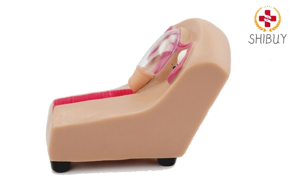 Training Simulator Female Intrauterine Contraceptive Device Model
