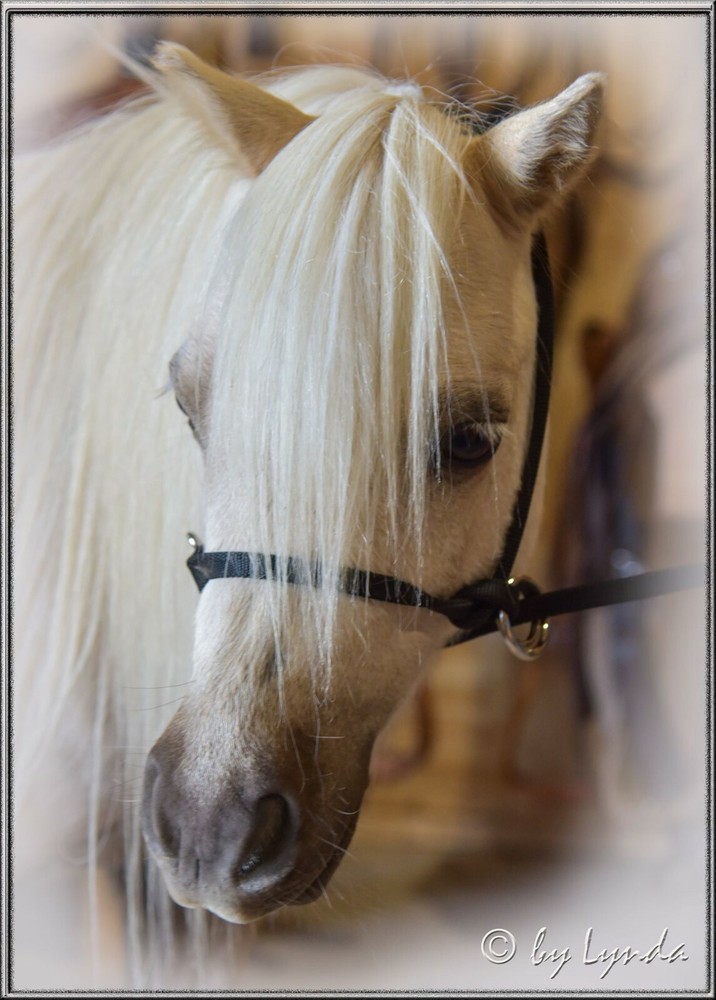 Halter All MEDIUM Donkey / Mule Endless Adjustable Halter & Lead colors USA