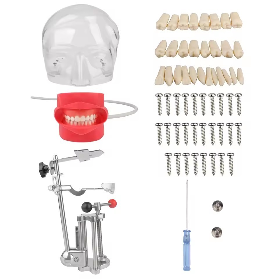 Dental Head Model Simulator Manikin Phantom With Bench Mount 28 Removable Teeth