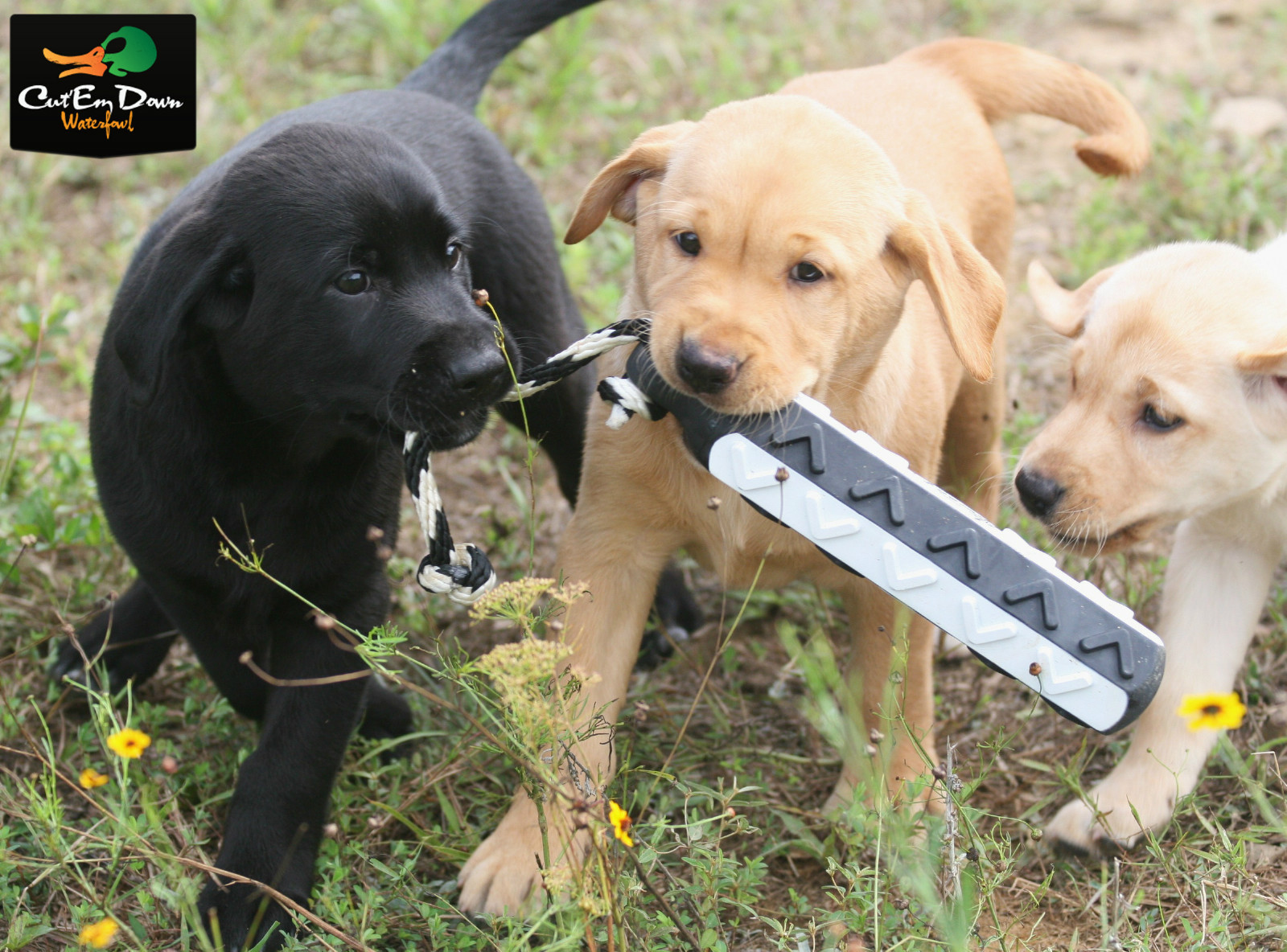 AVERY GREENHEAD GEAR GHG FLASHER HEXA BUMPER 6 PACK DOG TRAINING THROWING DUMMY