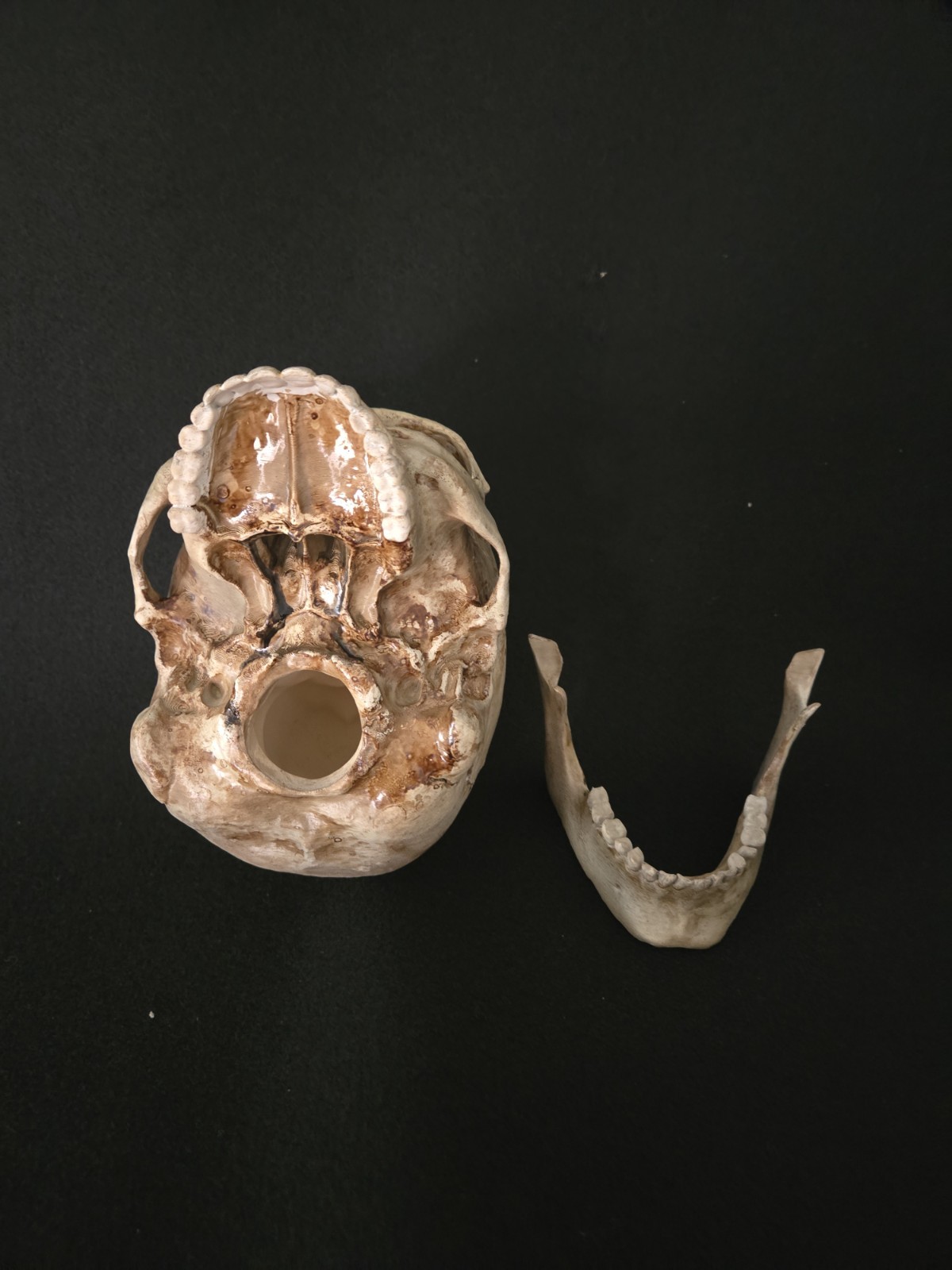 Skull Human With Jaw "Large Life Size" Realistic Replica