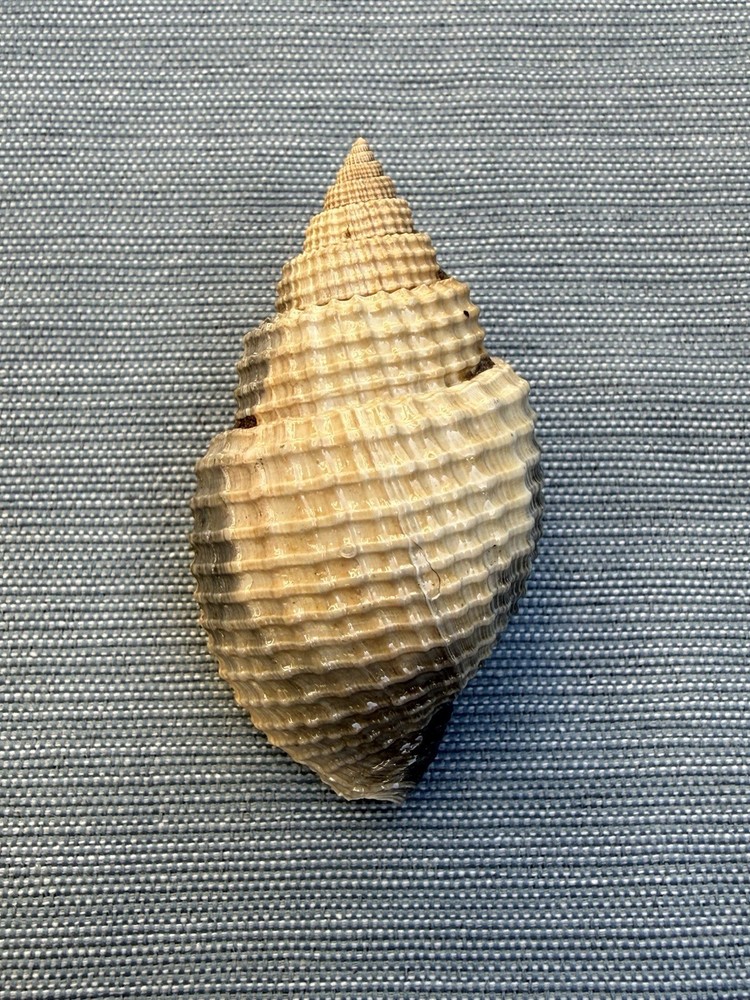 RARE fossilized Nutmeg shell from central Florida..Pliocene era.