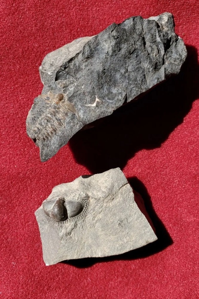 Fossil Trilobites Ceraurus And Cryptolithus Bellulus Head On Matrix Quebec