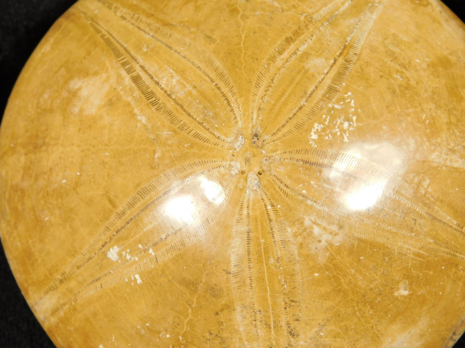 Big! Polished 150 Million Year Old! SAND DOLLAR Fossil Madagascar 195gr