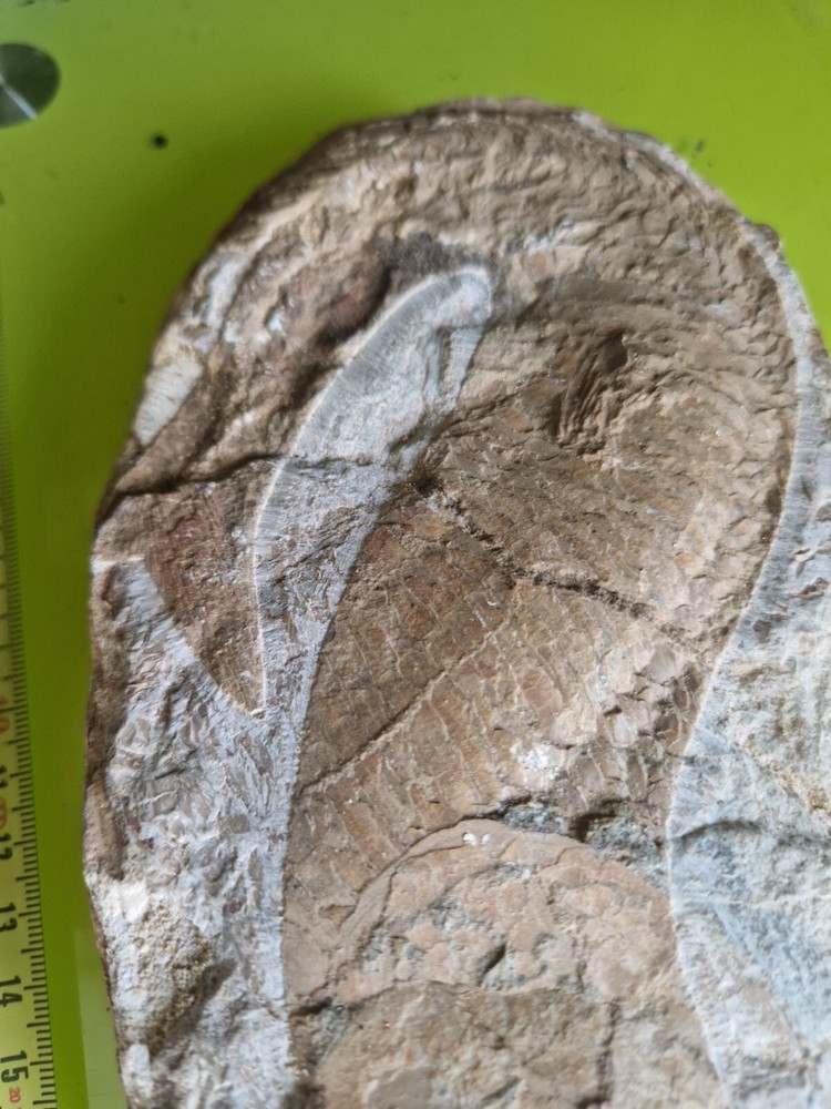 Vinctifer Comptoni Fish 40 CM - Brazil - Cretaceous