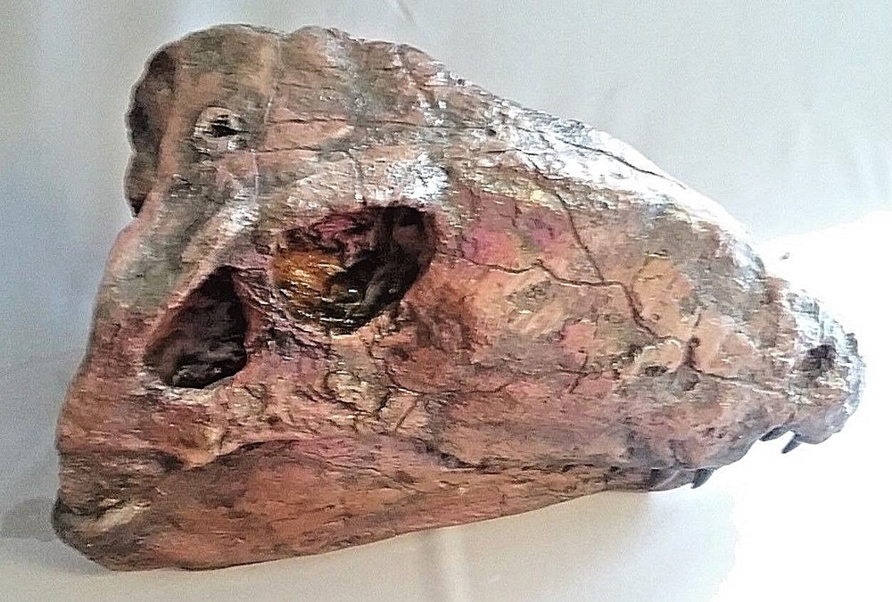 DIMETRODON SKULL REPLICA