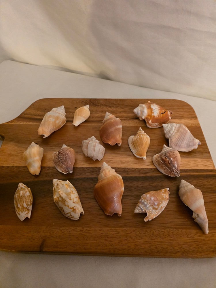 Ocean Seashell Lot - Estate Find