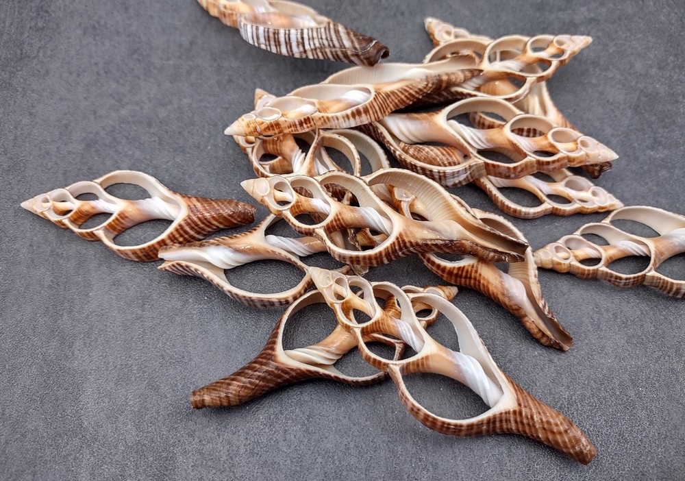 Center Cut Fox Shells (5 shells approx. 2+ inches)
