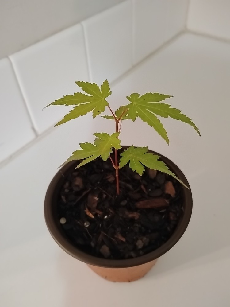 Green Leaf Japanese Maple Tree, 4" Pot.