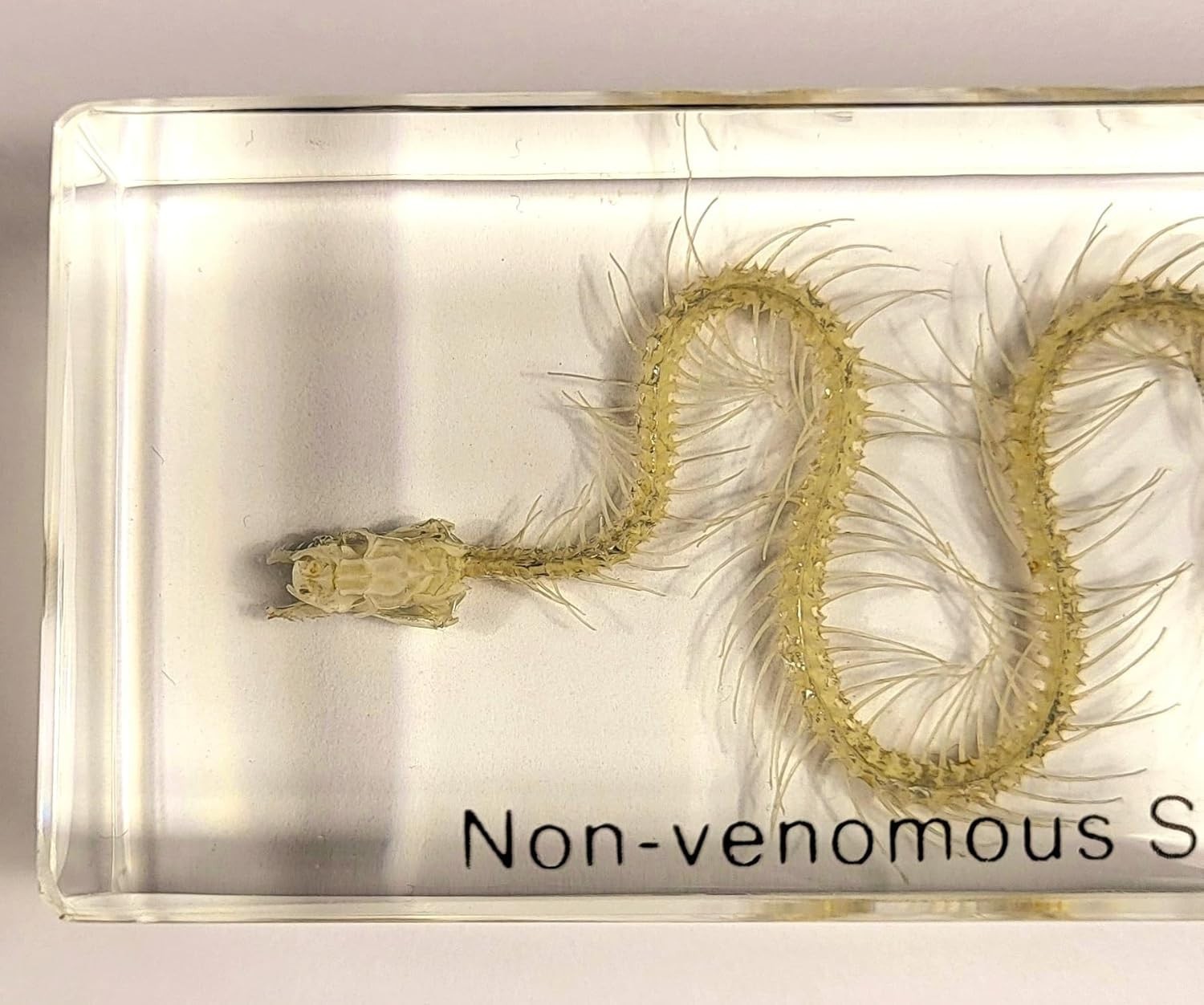 Real Water Snake Skeleton in 110mm Clear Lucite Resin Science Education Specimen