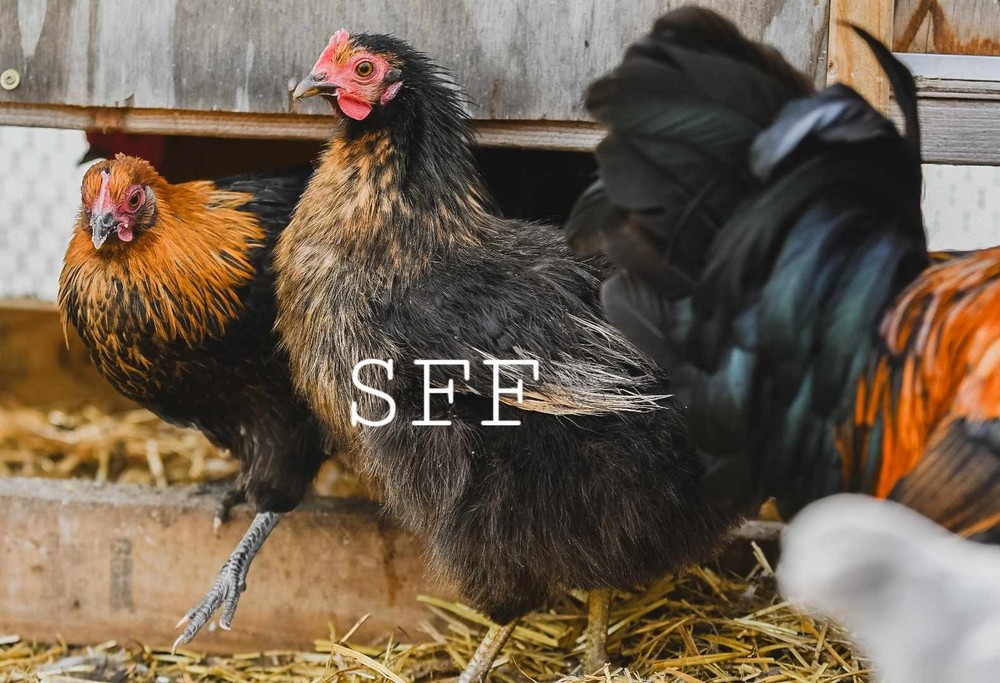 12pk Rare HEDEMORA Hatching Eggs