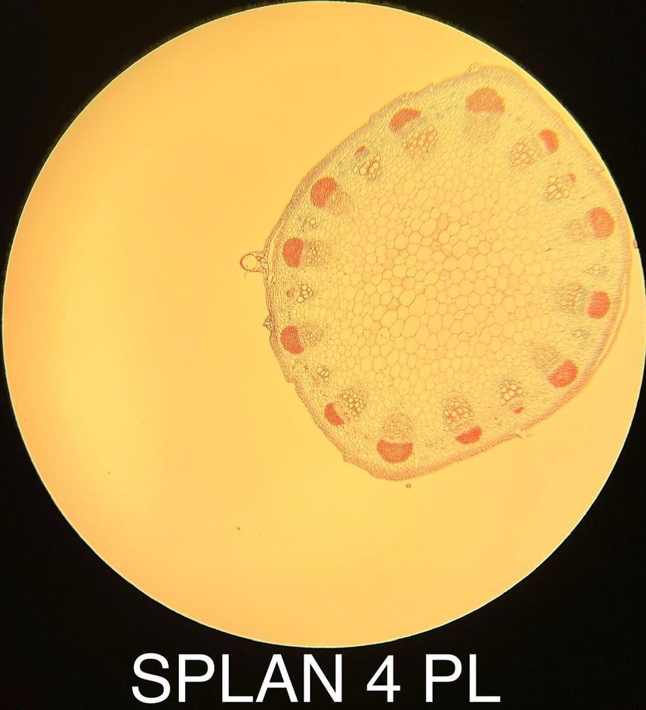 Olympus 1-LP124 SPLAN 4 PL 4x Phase Contrast Microscope Objective