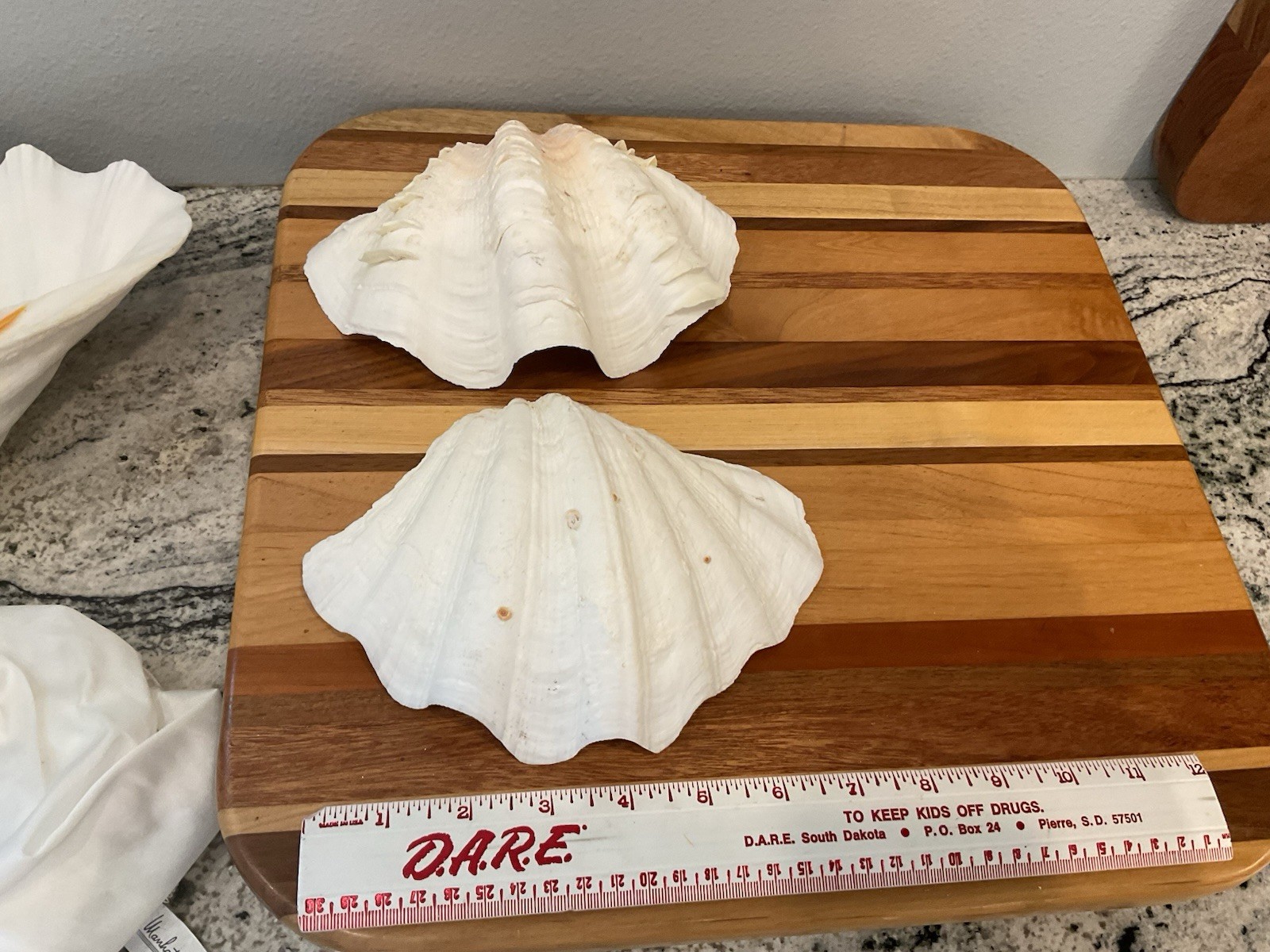 Large Natural Clam Shell Lot Of 3