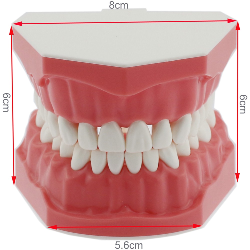 USA Dental Brushing Flossing Practice Teeth Typodonts Model Teaching Studying