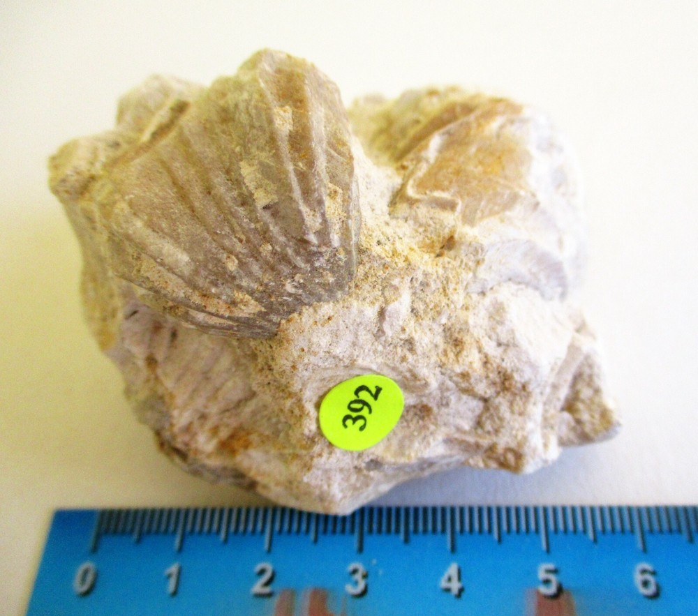 Large Brachiopods Cluster BA392