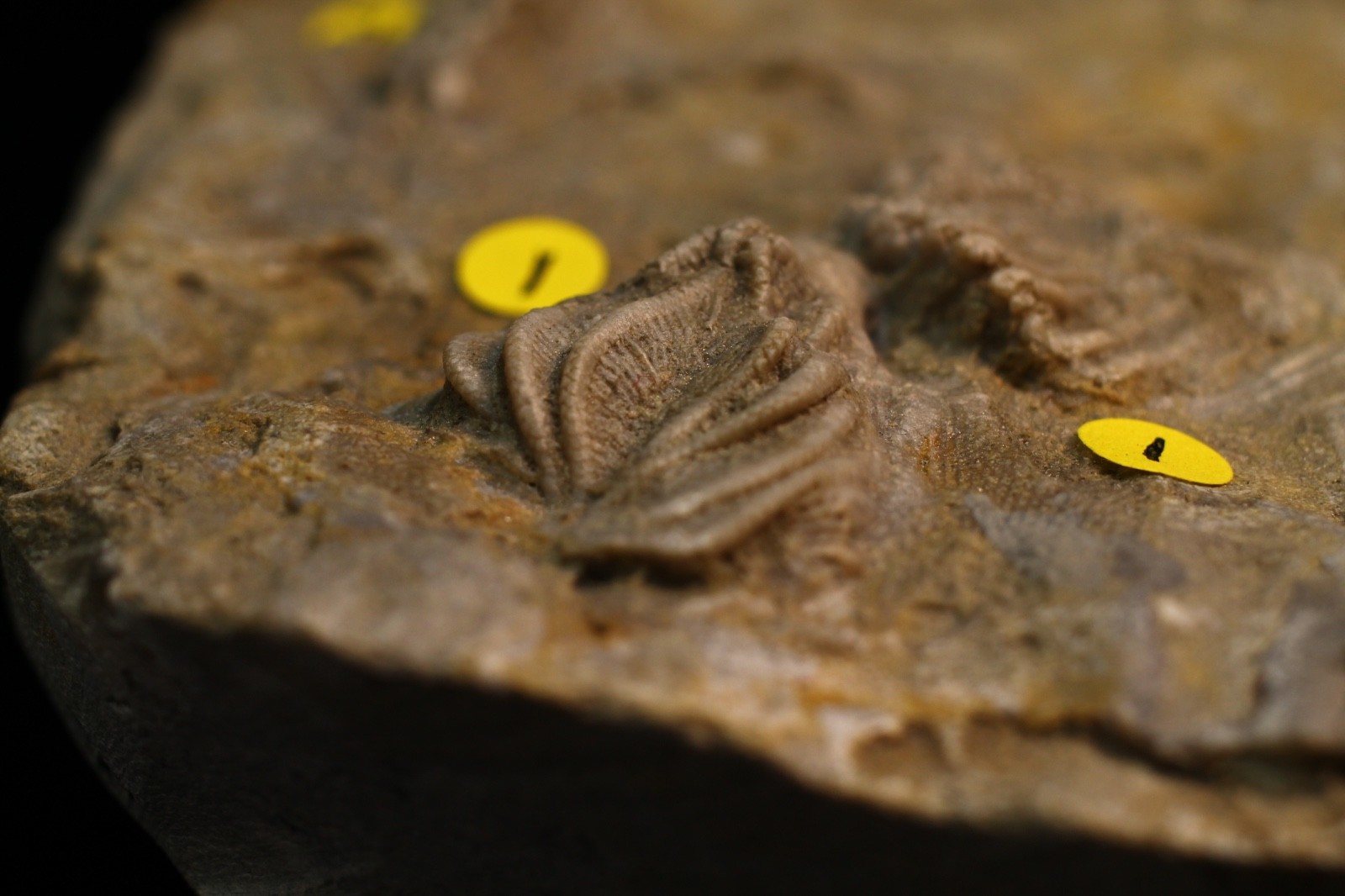 Five Different Crinoid Fossils, Franklin Co., Alabama