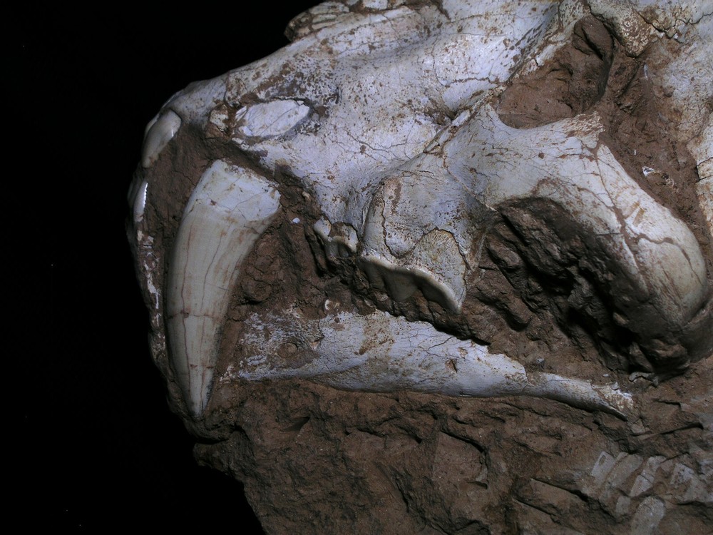 Original Saber-Toothed skull with bones