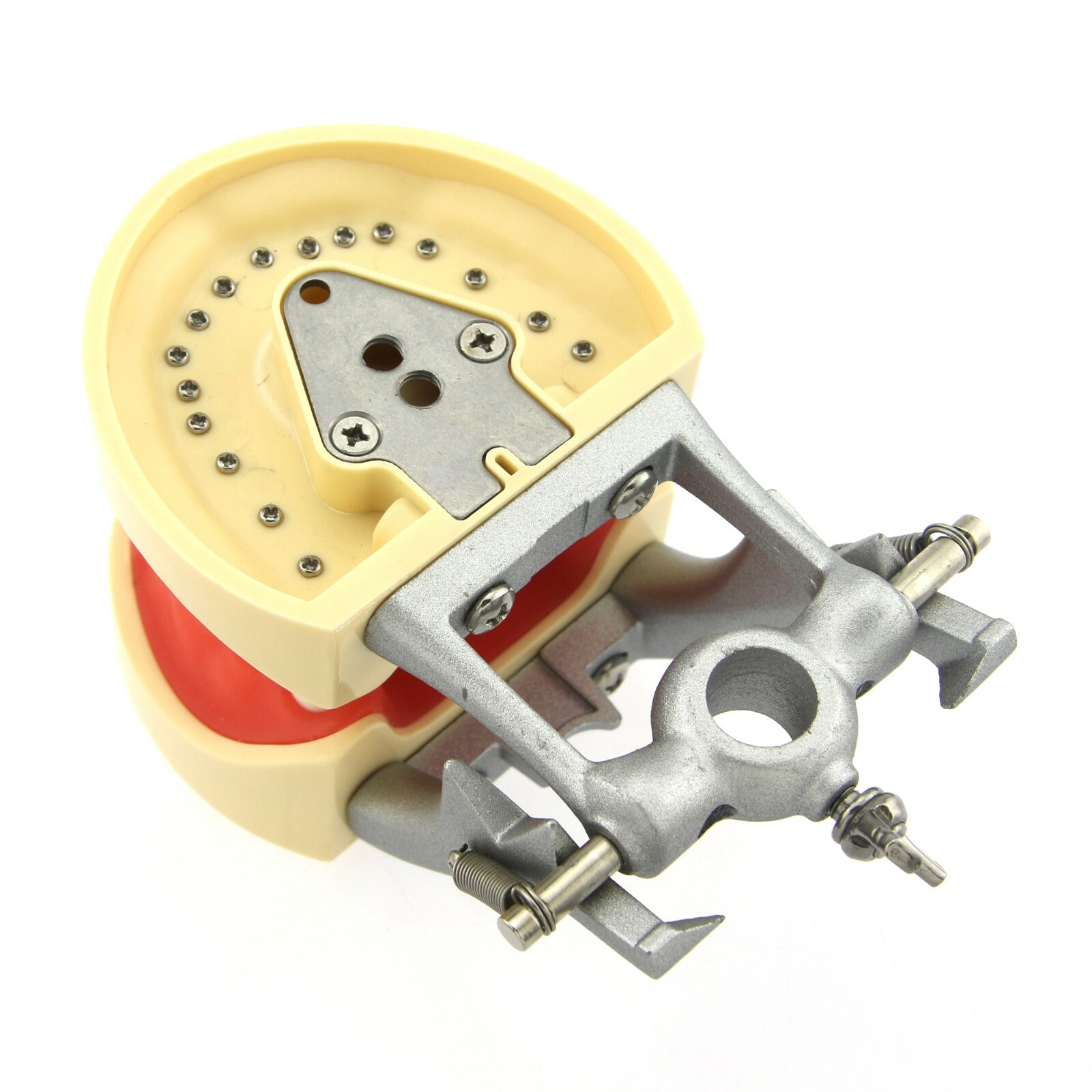 US Kilgore Nissin 200 Type Dental Typodont Model 32pcs Removable Teeth