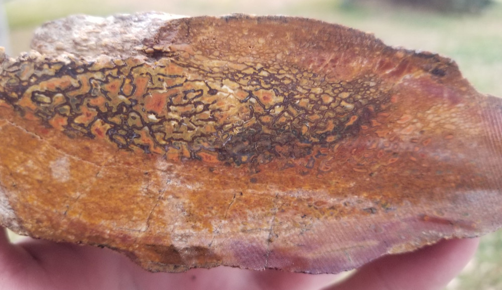 Agatized Dinosaur Gem Bone Rainbow Multicolor Roughcut 584g Specimen Cab Lap