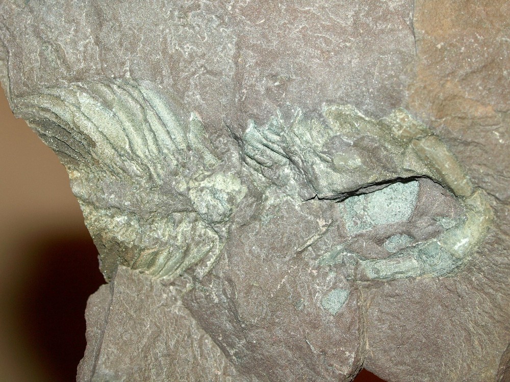 RARE Middle Cambrian trilobite -Eccaparadoxides pradoanus (positive/negative)