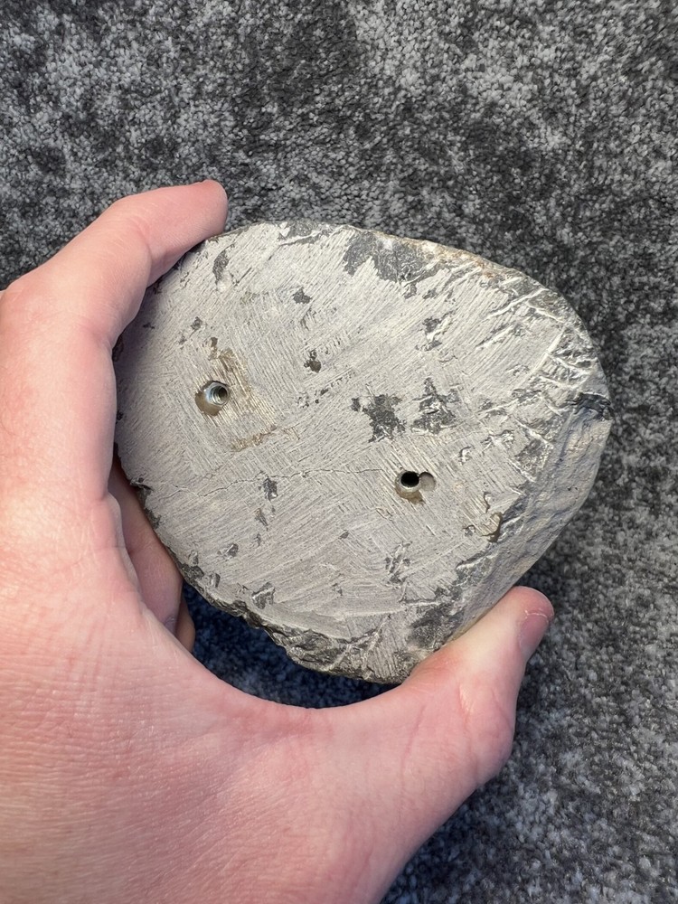 Harpes aff. perradiatus Trilobite Fossil – Collector Specimen