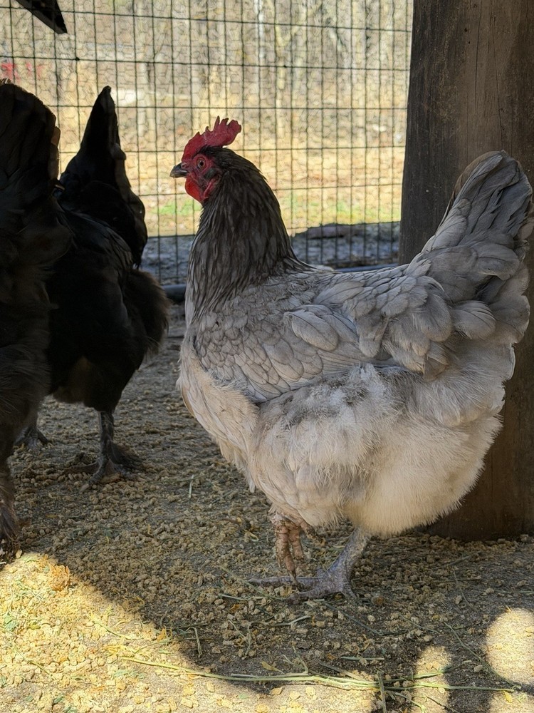 10 +Black Copper Maran Fertile Hatching Eggs!!