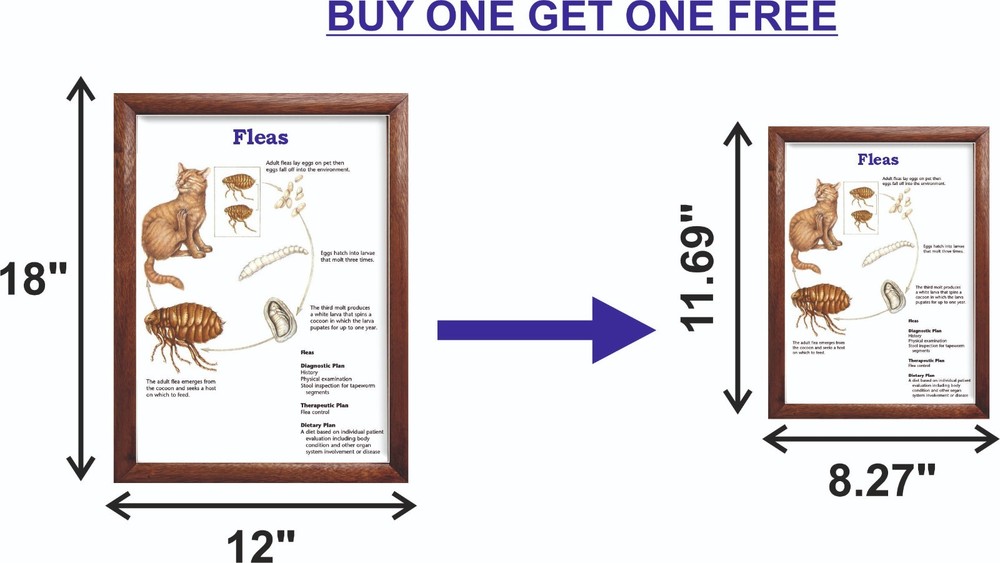 Fleas Chart 12x18 inches