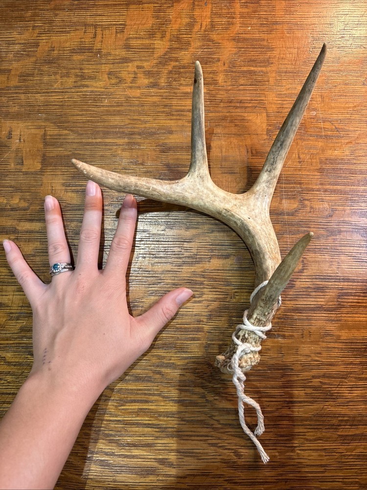 Naturally Shed Deer Antler Single 4 Point Small