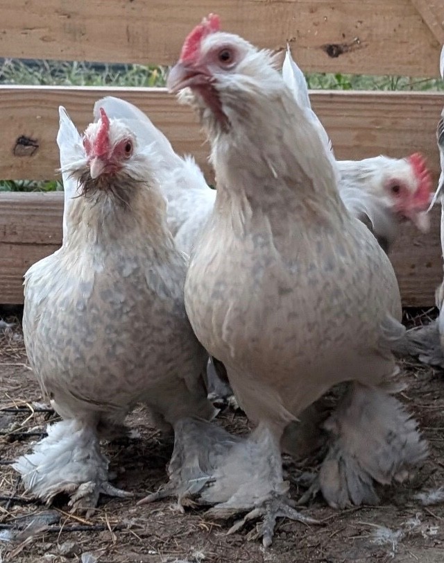 12 Porcelain D’uccle Hatching Eggs